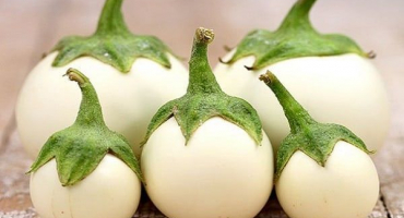 Popis odrůd bílého lilku, jejich výhody a nevýhody