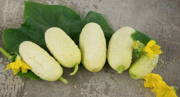 Popis odrůd bílých okurek, pěstování a péče o ně