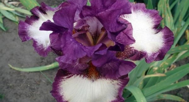 Popis odrůd kosatce vousatého, výsadba a péče na otevřeném poli