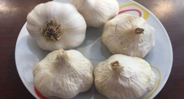 Popis odrůd česneku messidor a germidor, vlastnosti pěstování a výnos