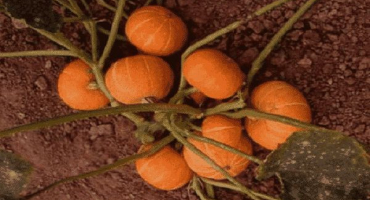 Popis odrůd dekorativní dýně, její pěstování a použití