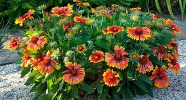 Popis vytrvalých odrůd gaillardia, výsadba a péče, metody šlechtění