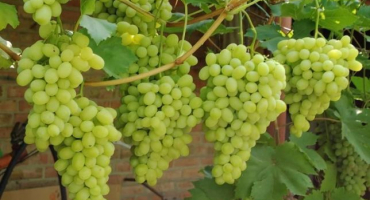 Popis odrůd a vlastností muškátových hroznů a pěstitelských vlastností