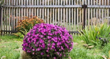 Popis odrůd a odrůd keřových aster, pěstování a péče