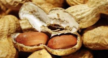 Popis odrůd a druhů arašídů, užitečné a škodlivé vlastnosti, výsadba a péče