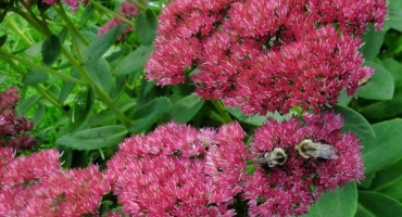 Popis odrůd a druhů květu rozchodníku (sedum), výsadba a péče na volném poli