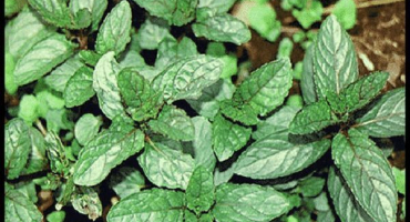 Popis odrůd a typů máty se jmény, které existují