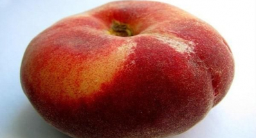 Popis odrůd fíkových broskvoní, užitné vlastnosti a pěstování