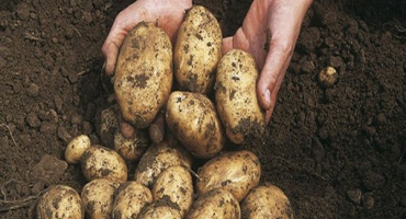 Popis čtyřicetidenních odrůd brambor, pěstování, kdy kopat