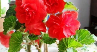 Popis odrůd hlíznatých begónií, výsadba a péče v zahradě a způsoby šlechtění