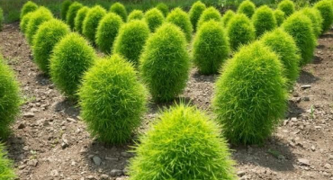 Popis odrůd kohija, výsadba a péče na otevřeném poli, pěstování ze semen