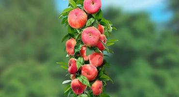 Popis odrůd sloupovitých broskvoní, jejich výsadba a péče, pravidla zemědělské techniky