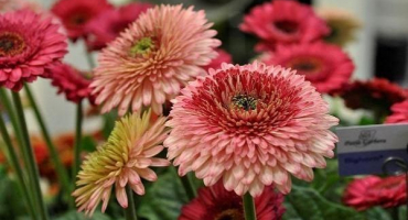 Popis vnitřních odrůd gerber, pěstování a péče, choroby a škůdci