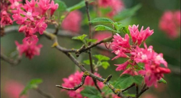 Popis odrůd krvavě červeného rybízu, pravidla výsadby a péče