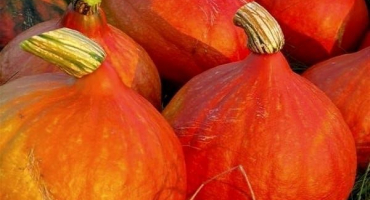 Popis odrůd velkoplodé dýně ruská žena, cukroví, drobenka, stokilový a další, jejich pěstování