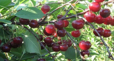 Popis odrůd keřových třešní, výsadba a péče, pravidla pěstování