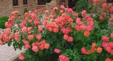 Popis odrůd sprejových růží, pravidla pro výsadbu a péči na otevřeném poli