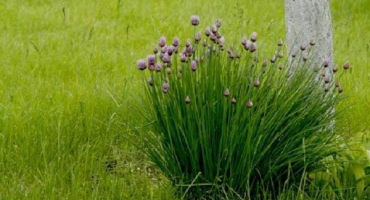 Popis odrůd cibulové pažitky, vlastnosti pěstování a péče