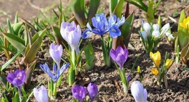 Popis odrůd cibulnatých kosatců, výsadba a péče na otevřeném poli