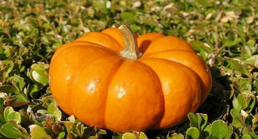 Popis odrůd medové dýně, jejich vlastnosti a výnos