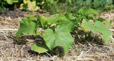 Popis odrůd okurek esaul, klášter, přítel, faraon, bez potíží a další