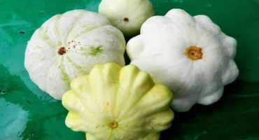 Popis odrůd tykve ufo, gosh, disk, sun, sunbeam a jejich výnos