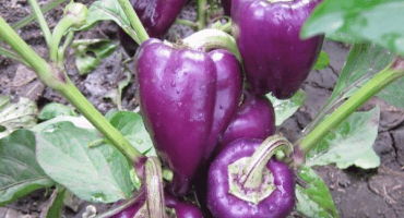 Popis odrůd pepře big papa, star of the east, purple bell, blot, purple