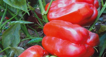Popis odrůd paprik caliph, antey a flamenco, pěstování a výnos s fotografií