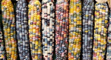 Popis odrůd vícebarevné kukuřice, její použití