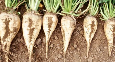 Popis odrůd cukrové řepy, technologie pěstování a pěstování, výnos