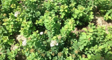 Popis odrůd břízy spirea, výsadba a péče v otevřeném poli