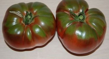 Popis odrůd rajčat brandywine černá, žlutá, růžová a červená