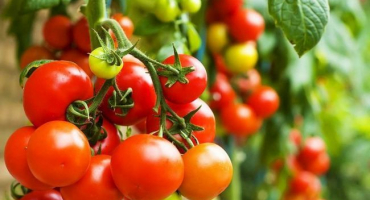 Popis odrůd rajčat odolných vůči pozdní plísni pro oblast moskvy na otevřeném poli a ve skleníku