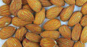 Popis odrůd mandloní třílaločných, technologie výsadby a péče