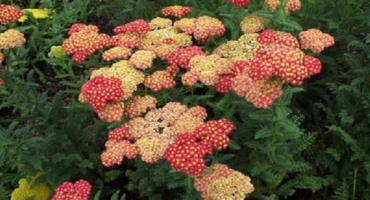 Popis odrůd řebříčku, výsadba, pěstování a péče