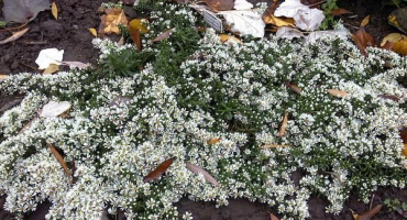 Popis odrůd vřesových hvězdnic, způsoby rozmnožování a pěstování