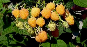 Popis odrůd žlutého maliníku, pěstování, péče a způsoby rozmnožování