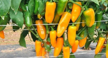 Popis odrůd žluté papriky a jejich charakteristika