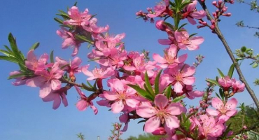 Popis mandloně stepní, její výsadba a péče, tajemství zemědělské techniky