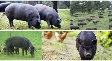 Popis prasat iberského plemene, pravidla pro jejich chov a chov