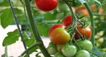 Popis kultivaru rajčat tramp, jeho charakteristika a pěstování