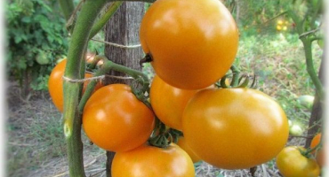 Popis rajčat dietní zdravého člověka, pěstování a produktivita odrůdy