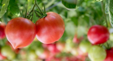 Popis rajčatové fidelio