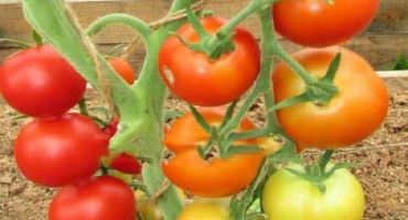 Popis jablečných lázní rajče, jeho vlastnosti, výhody a nevýhody