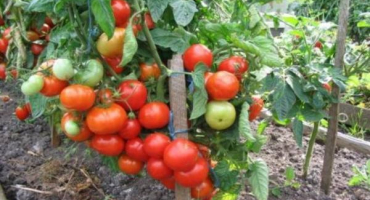 Popis rajčete kohava a charakteristika odrůdy