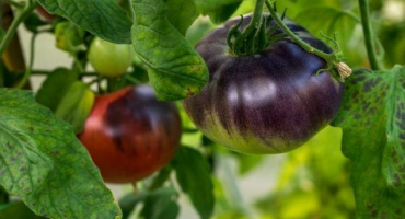 Popis rajčat seržant pepř