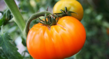 Popis rajčatového monomakh klobouku