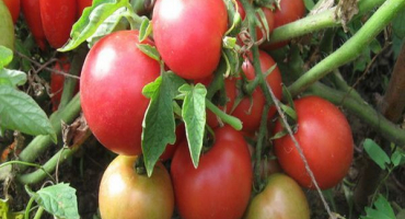 Popis odrůdy rajčat amurskaya zarya a jejích vlastností