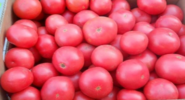 Popis rajčete boogie woogie a jeho vlastnosti