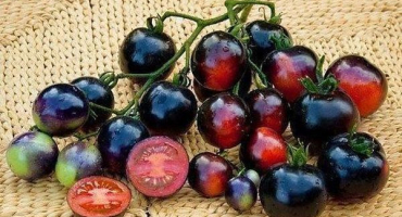 Popis odrůdy borůvkovo-krémových rajčat a její agrotechniky